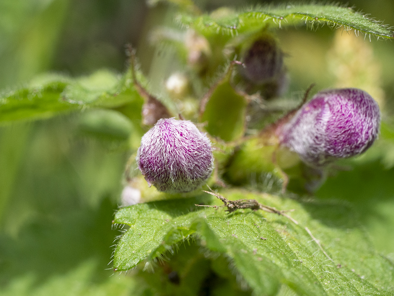 IMAGES\Gevlekte dovenetel (Lamium maculatum)\P1280485_sm.jpg
